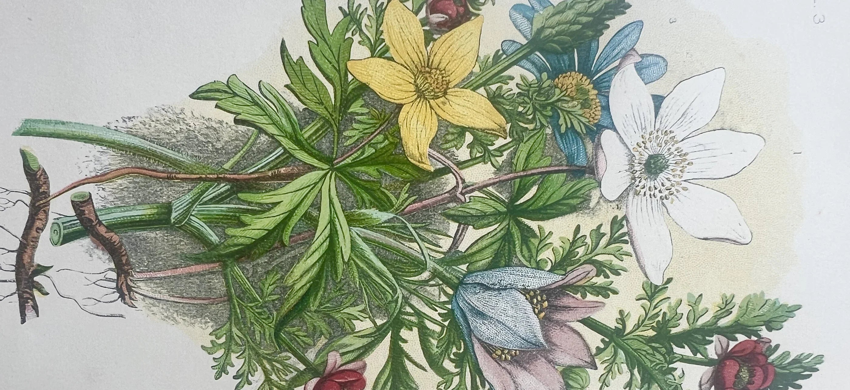 Gardens & Gardening