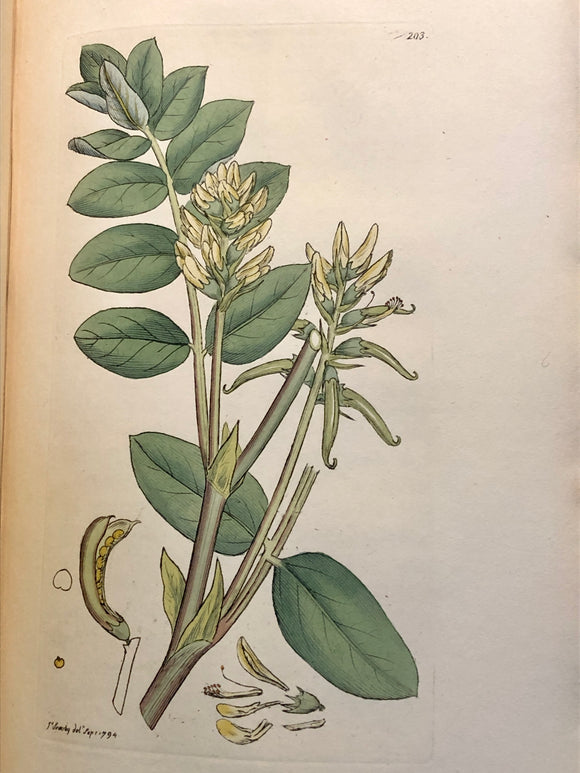 English Botany; or, coloured figures of British plants, with their essential characters, synonyms, and places of growth. To which will be added occasional remarks