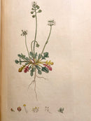 English Botany; or, coloured figures of British plants, with their essential characters, synonyms, and places of growth. To which will be added occasional remarks-3