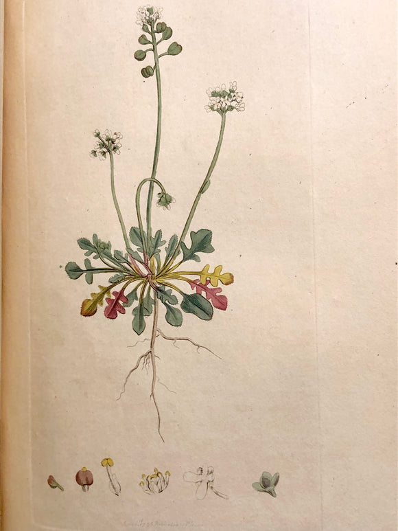 English Botany; or, coloured figures of British plants, with their essential characters, synonyms, and places of growth. To which will be added occasional remarks