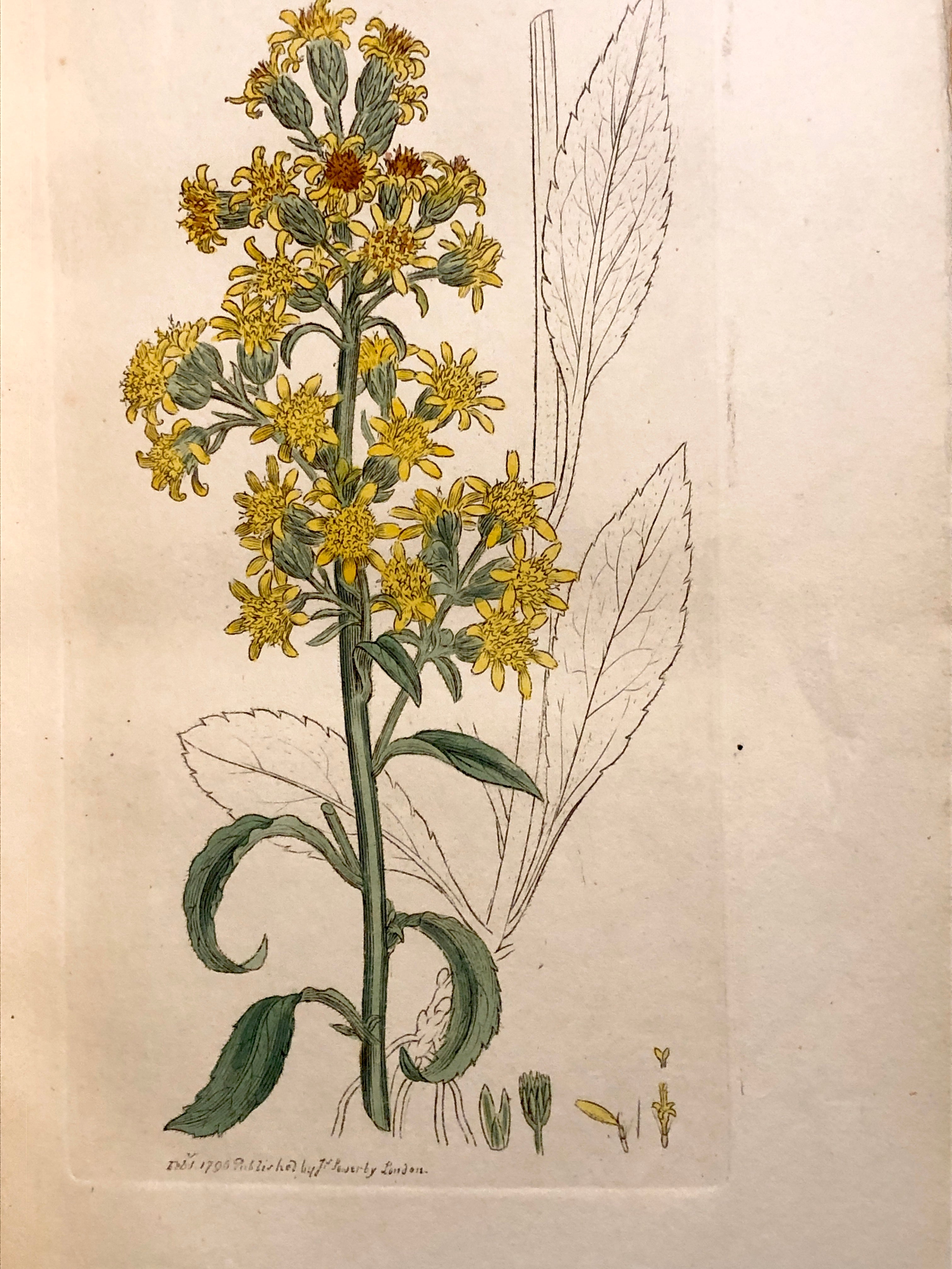 English Botany; or, coloured figures of British plants, with their essential characters, synonyms, and places of growth. To which will be added occasional remarks
