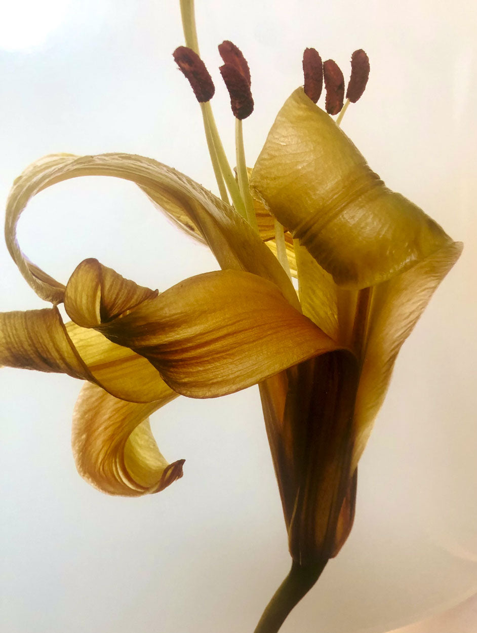 Flowers - 0