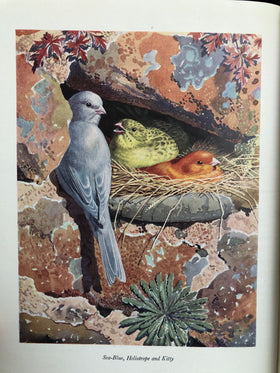 The Cinnamon Bird - 0