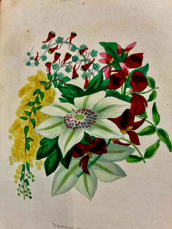 The Greenhouse, Hot-House, and Stove