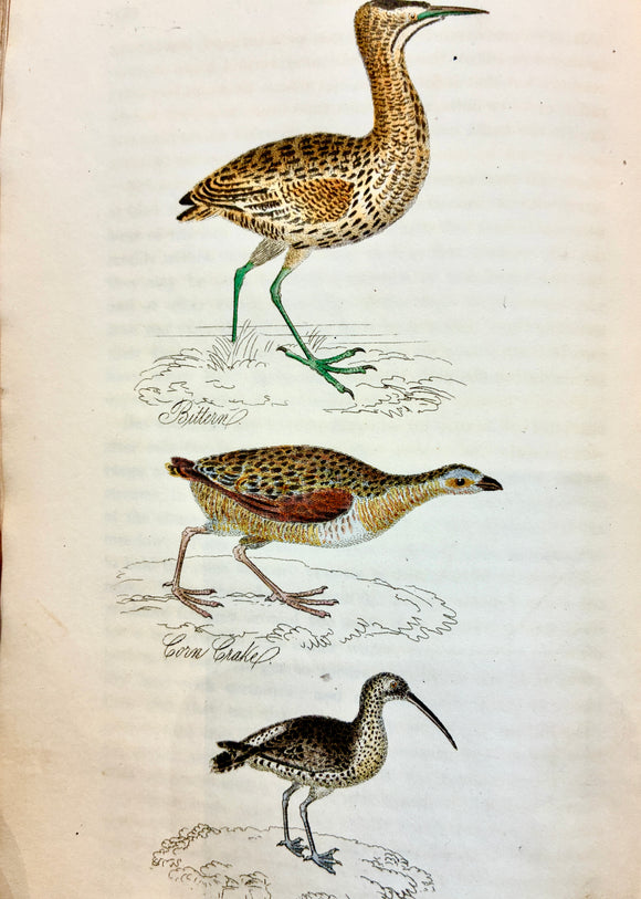 The Feathered Tribes of the British Isles