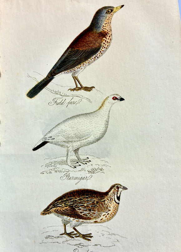 The Feathered Tribes of the British Isles