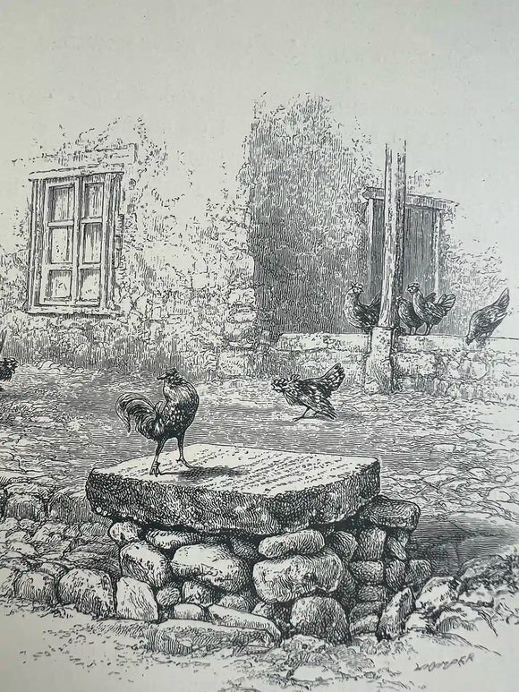 Travels Amongst the Great Andes of the Equator