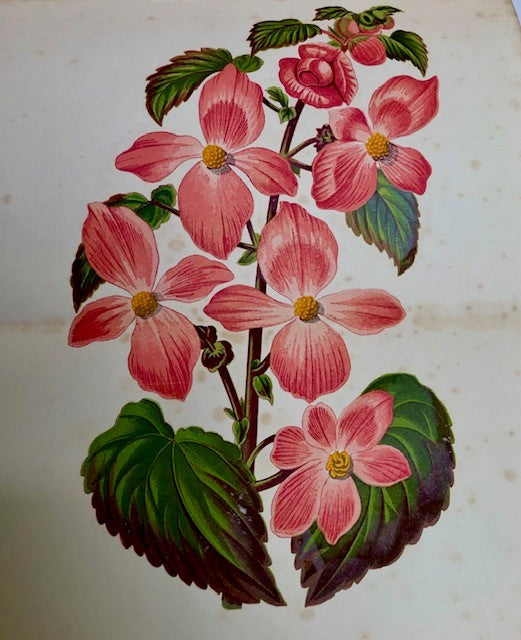 The Amateur's Greenhouse and Conservatory. A handy guide to the construction and management of plant-houses, and the selection, cultivation, and improvement of ornamental greenhouse and conservatory plants